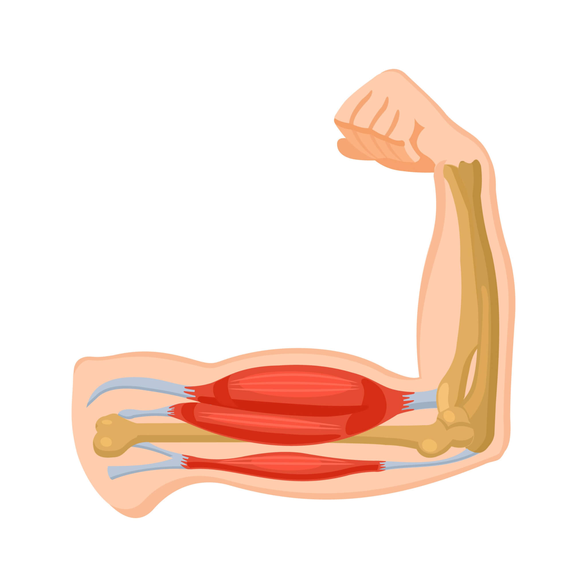 Il Metabolismo Muscolare: Processi, Vie Metaboliche e Ottimizzazione